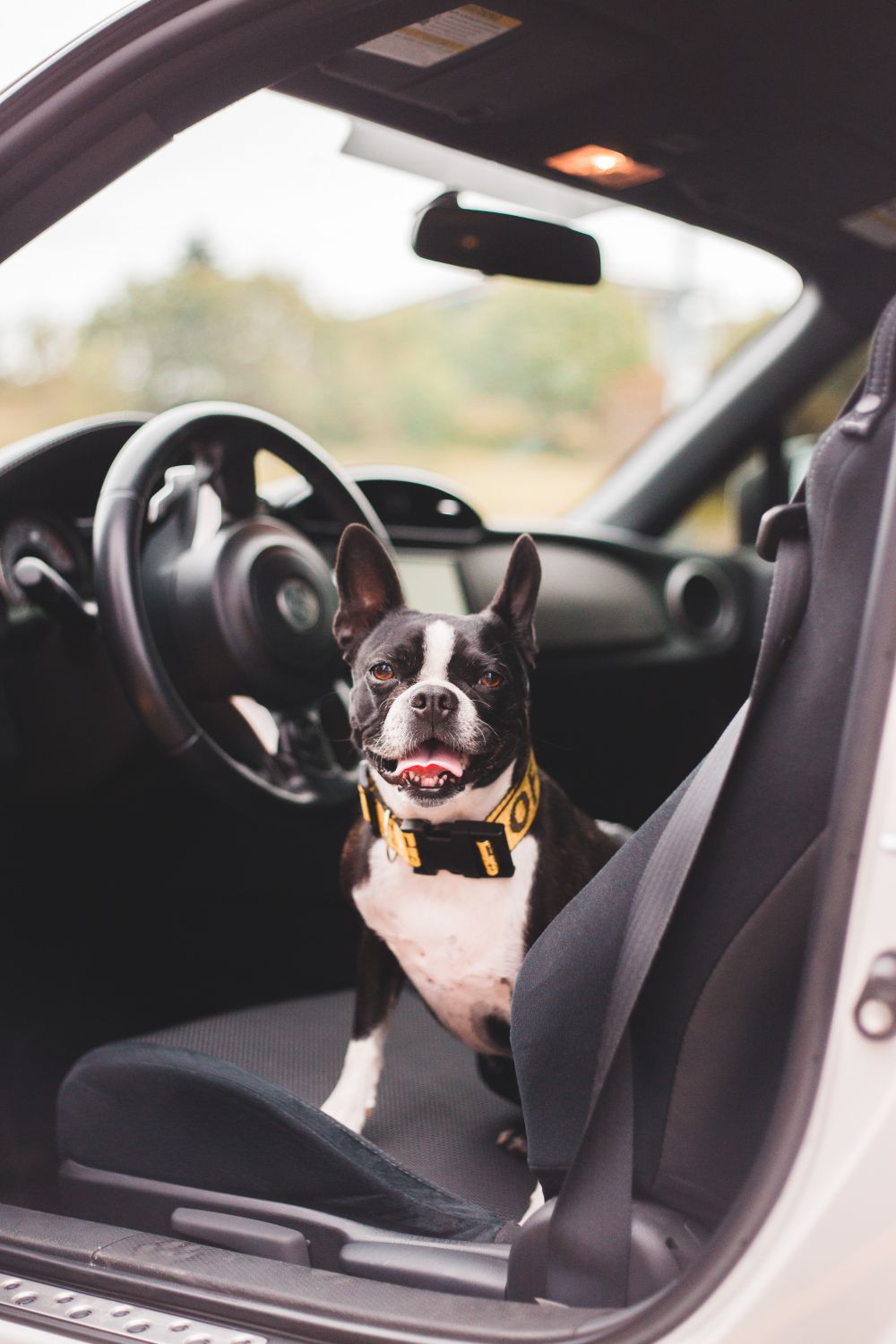 Gjør bilen sikker for hunden din