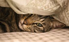 Kattepensjonat  trygg ferieplass for familiens katt