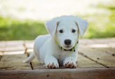 Omplassering av hund i rogaland  trygg vei til nytt hjem