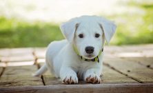 Omplassering av hund i rogaland  trygg vei til nytt hjem