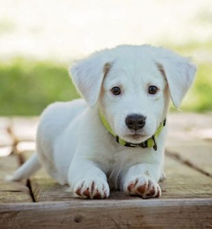 Omplassering av hund i rogaland  trygg vei til nytt hjem