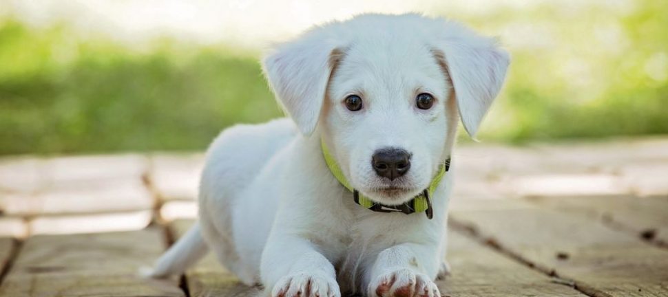 Omplassering av hund i rogaland  trygg vei til nytt hjem