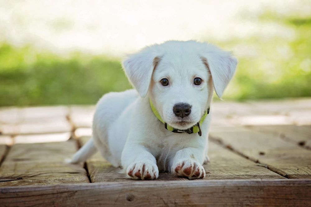 Omplassering av hund i rogaland  trygg vei til nytt hjem